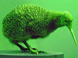 kiwi specimen