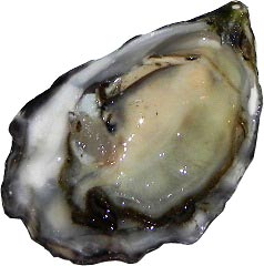 oyster